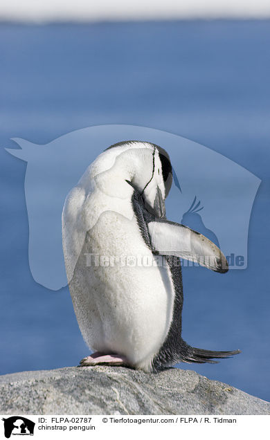 Zgelpinguin / chinstrap penguin / FLPA-02787