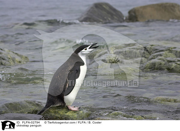 chinstrap penguin / FLPA-02794