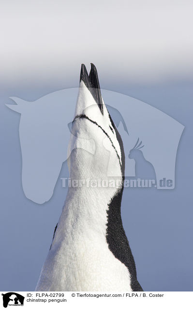 Zgelpinguin / chinstrap penguin / FLPA-02799