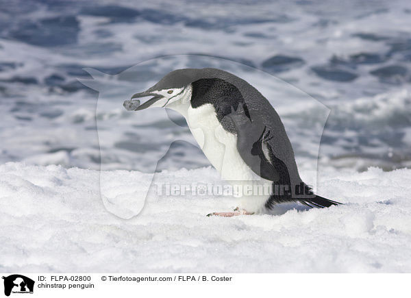 chinstrap penguin / FLPA-02800