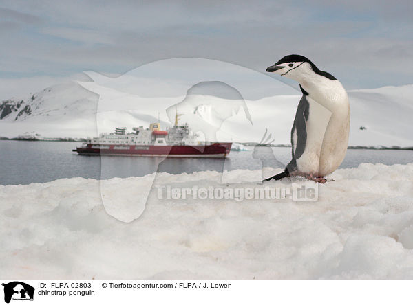 chinstrap penguin / FLPA-02803