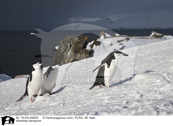 chinstrap penguins / FLPA-02805