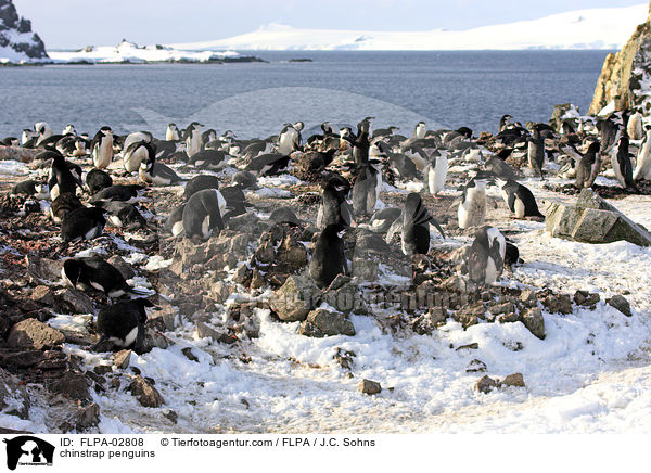 chinstrap penguins / FLPA-02808