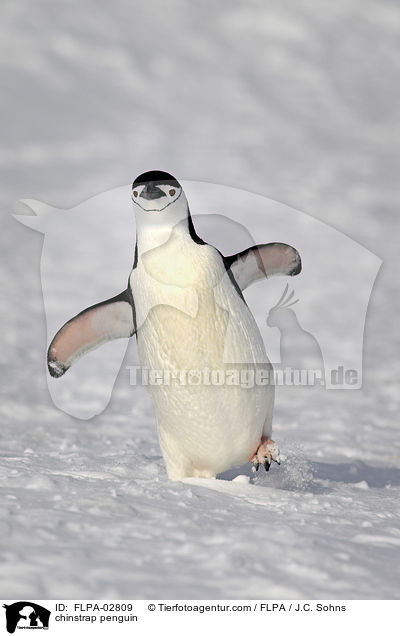 chinstrap penguin / FLPA-02809