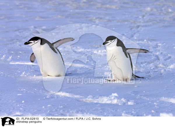chinstrap penguins / FLPA-02810