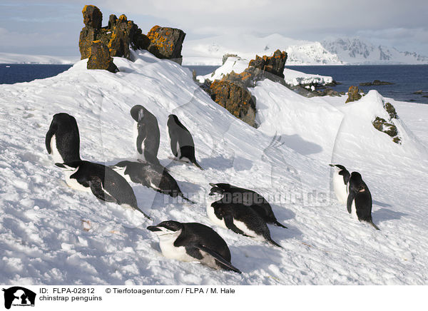chinstrap penguins / FLPA-02812