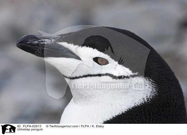 chinstrap penguin / FLPA-02813