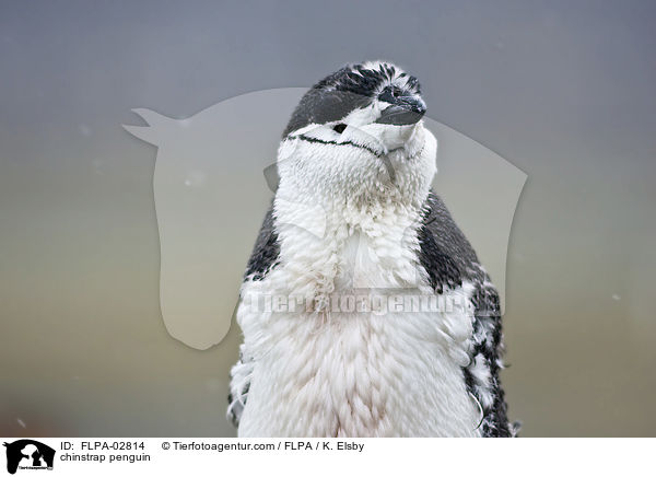 Zgelpinguin / chinstrap penguin / FLPA-02814