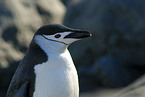 chinstrap penguin