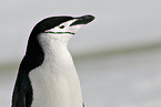 chinstrap penguin