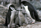 chinstrap penguins