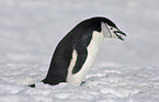 chinstrap penguin