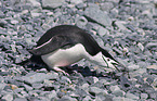 chinstrap penguin