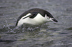 chinstrap penguin