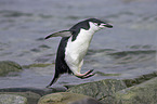 chinstrap penguin