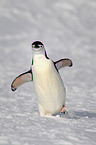 chinstrap penguin