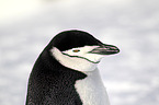 chinstrap penguin