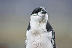 chinstrap penguin