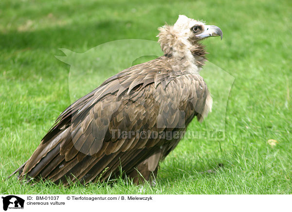 cinereous vulture / BM-01037