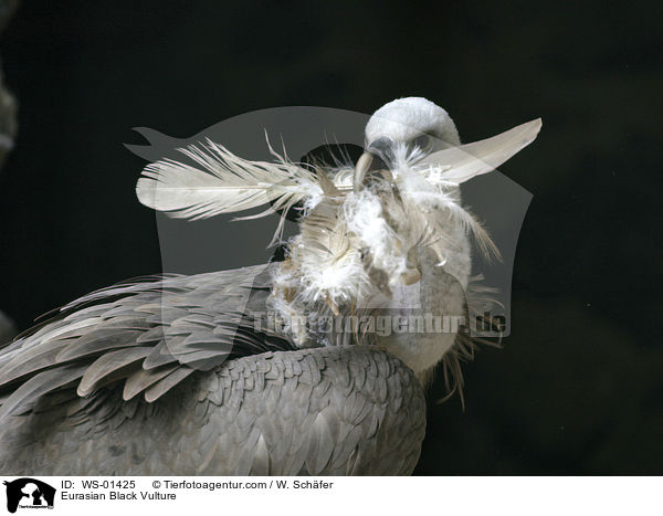 Mnchsgeier / Eurasian Black Vulture / WS-01425