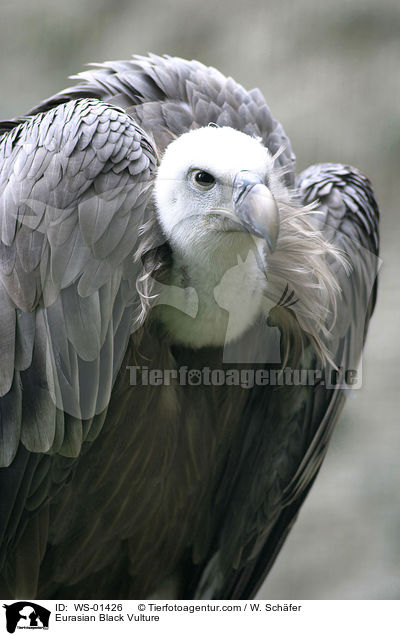 Mnchsgeier / Eurasian Black Vulture / WS-01426
