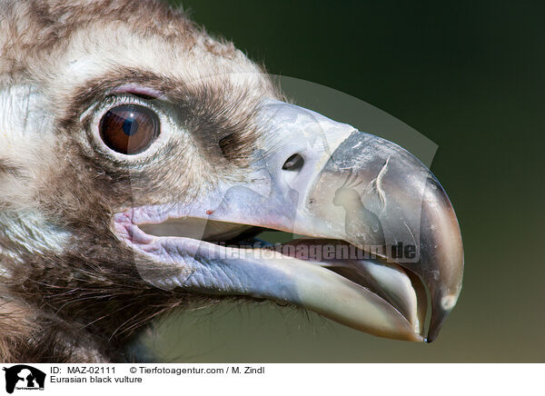 Eurasian black vulture / MAZ-02111