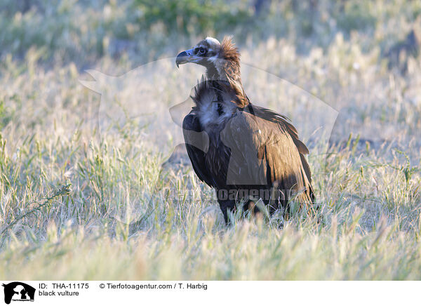 black vulture / THA-11175