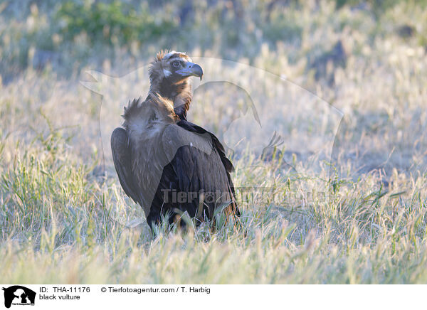 black vulture / THA-11176
