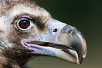Eurasian black vulture