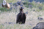 black vulture