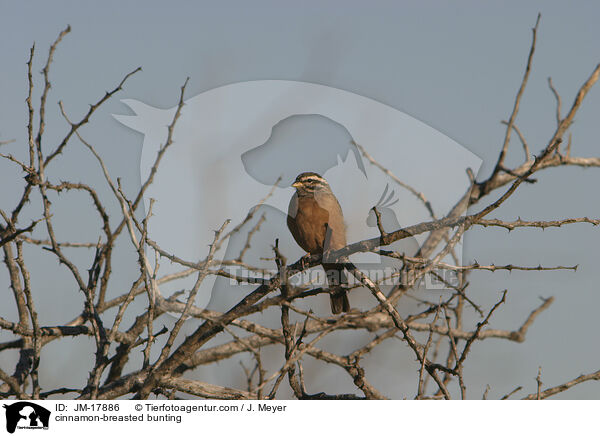 Bergammer / cinnamon-breasted bunting / JM-17886