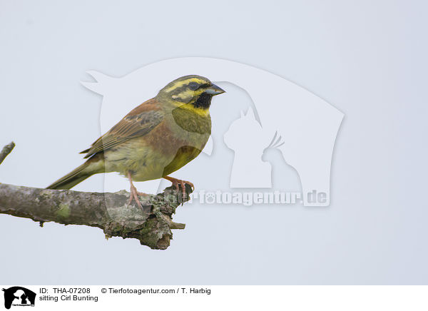 sitting Cirl Bunting / THA-07208