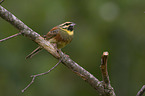 sitting Cirl Bunting