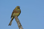 sitting Cirl Bunting