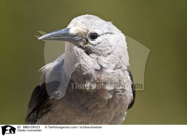 Clarks nutcracker / MBS-08023