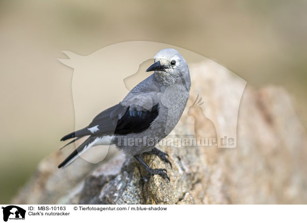 Clark's nutcracker / MBS-10163