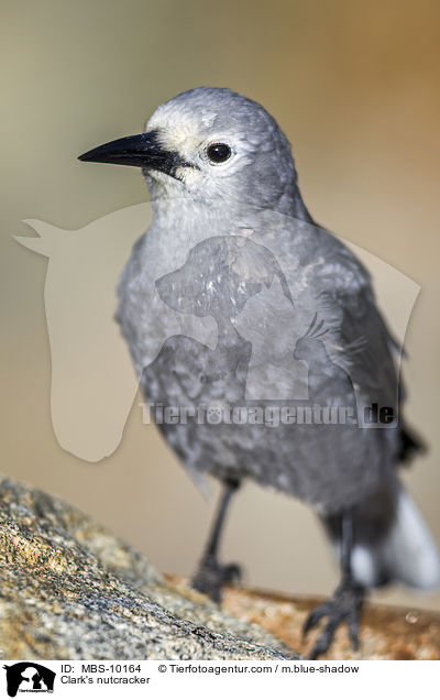 Clark's nutcracker / MBS-10164