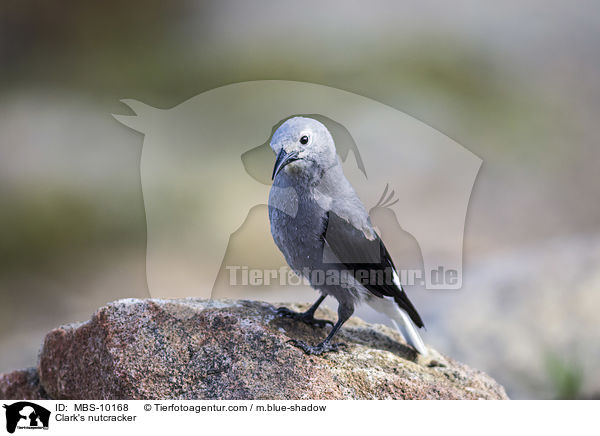 Clark's nutcracker / MBS-10168