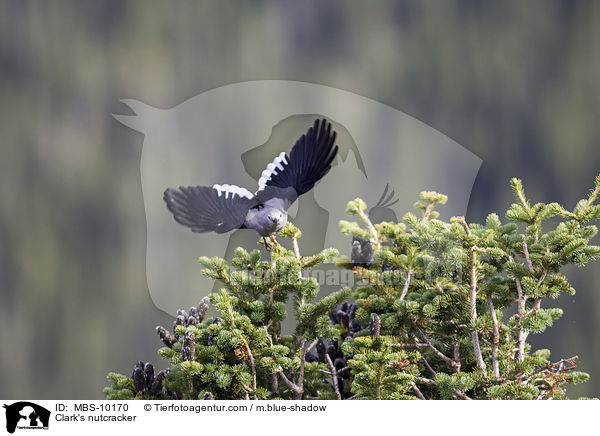 Clark's nutcracker / MBS-10170