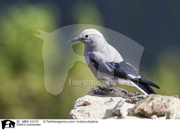 Kiefernhher / Clark's nutcracker / MBS-10173