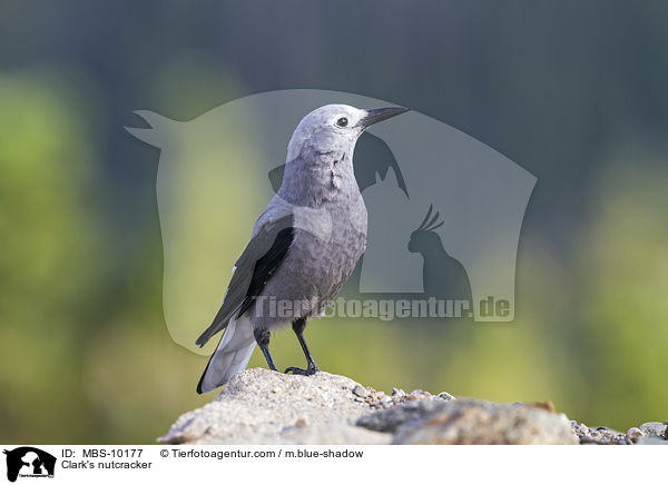 Clark's nutcracker / MBS-10177