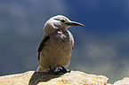 Clarks nutcracker