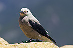 Clarks nutcracker