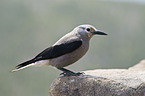 Clarks nutcracker