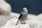 Clarks nutcracker