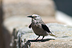 Clarks nutcracker