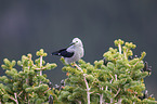 Clark's nutcracker