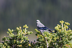 Clark's nutcracker