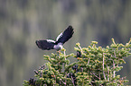 Clark's nutcracker