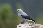 Clark's nutcracker